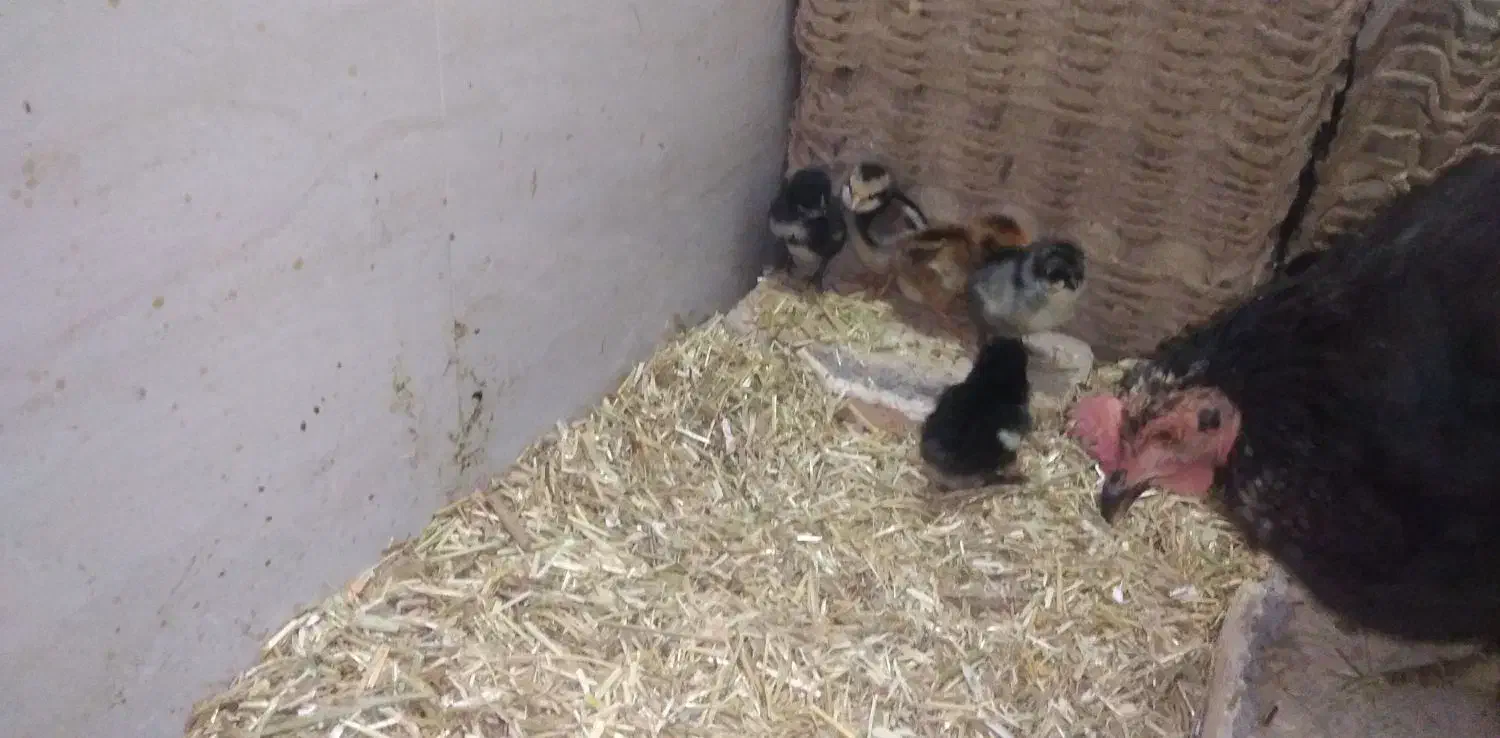 مرغ کرچ همراه با جوجه|حیوانات مزرعه|دلیجان, |دیوار