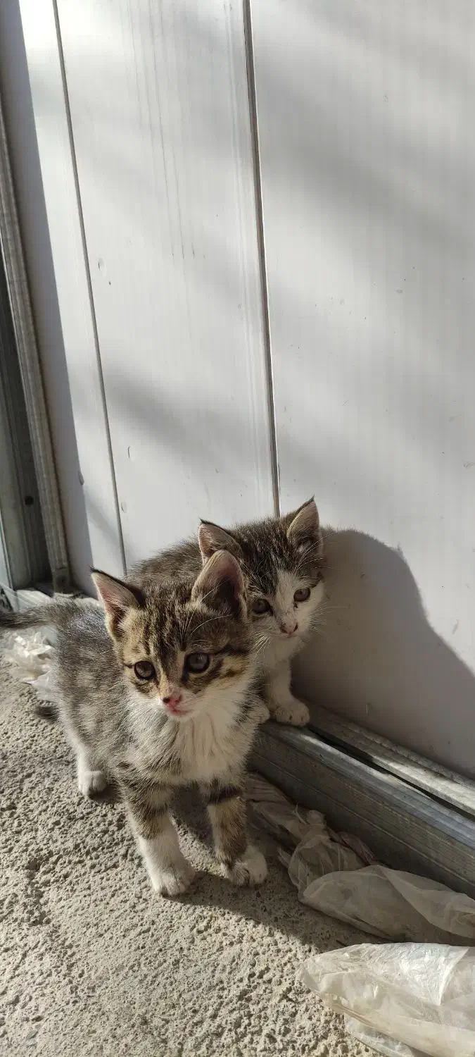 اهدای بچه گربه رایگان|گربه|مرند, |دیوار