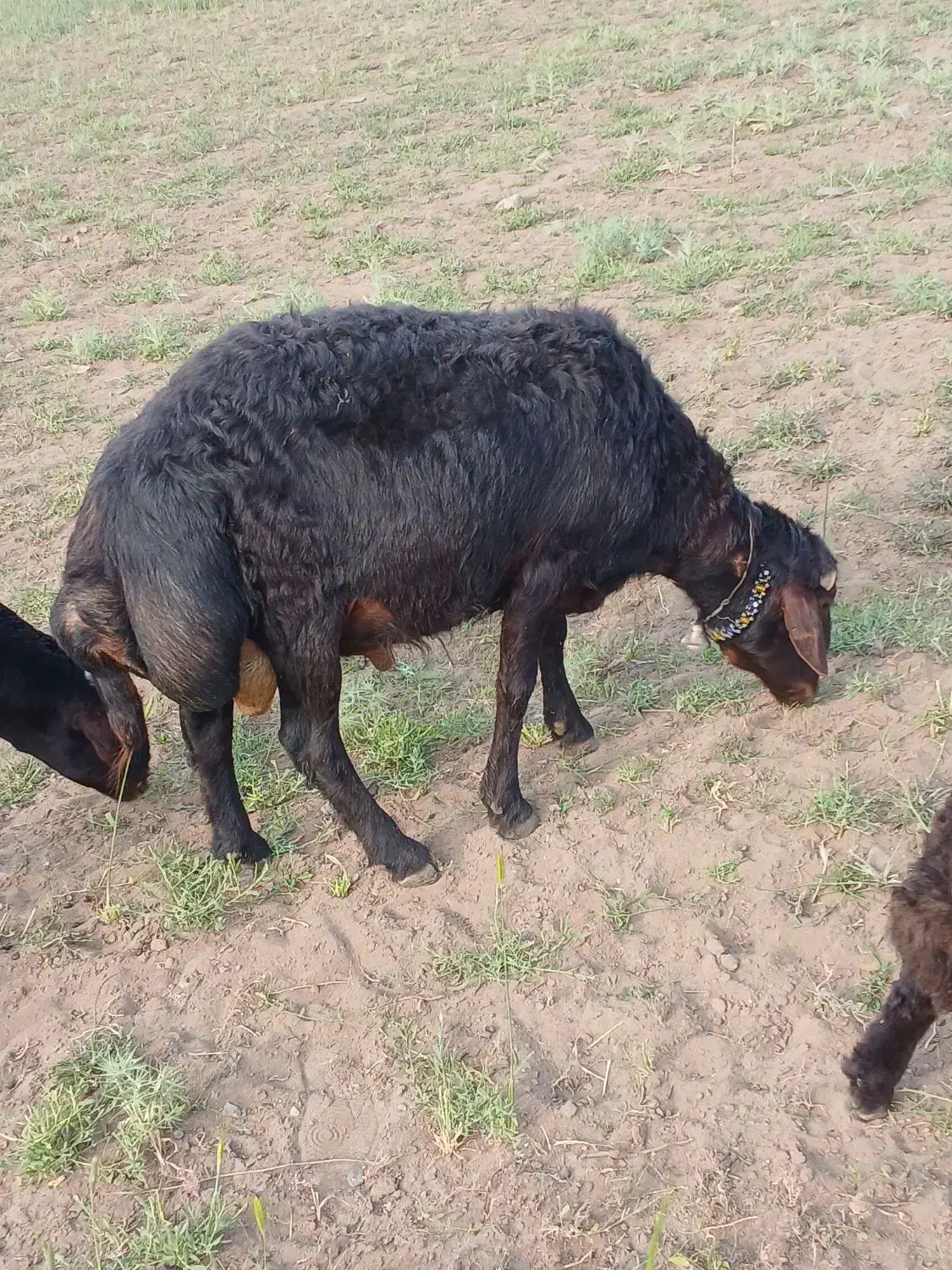 قوچ دو ساله|حیوانات مزرعه|هریس, |دیوار