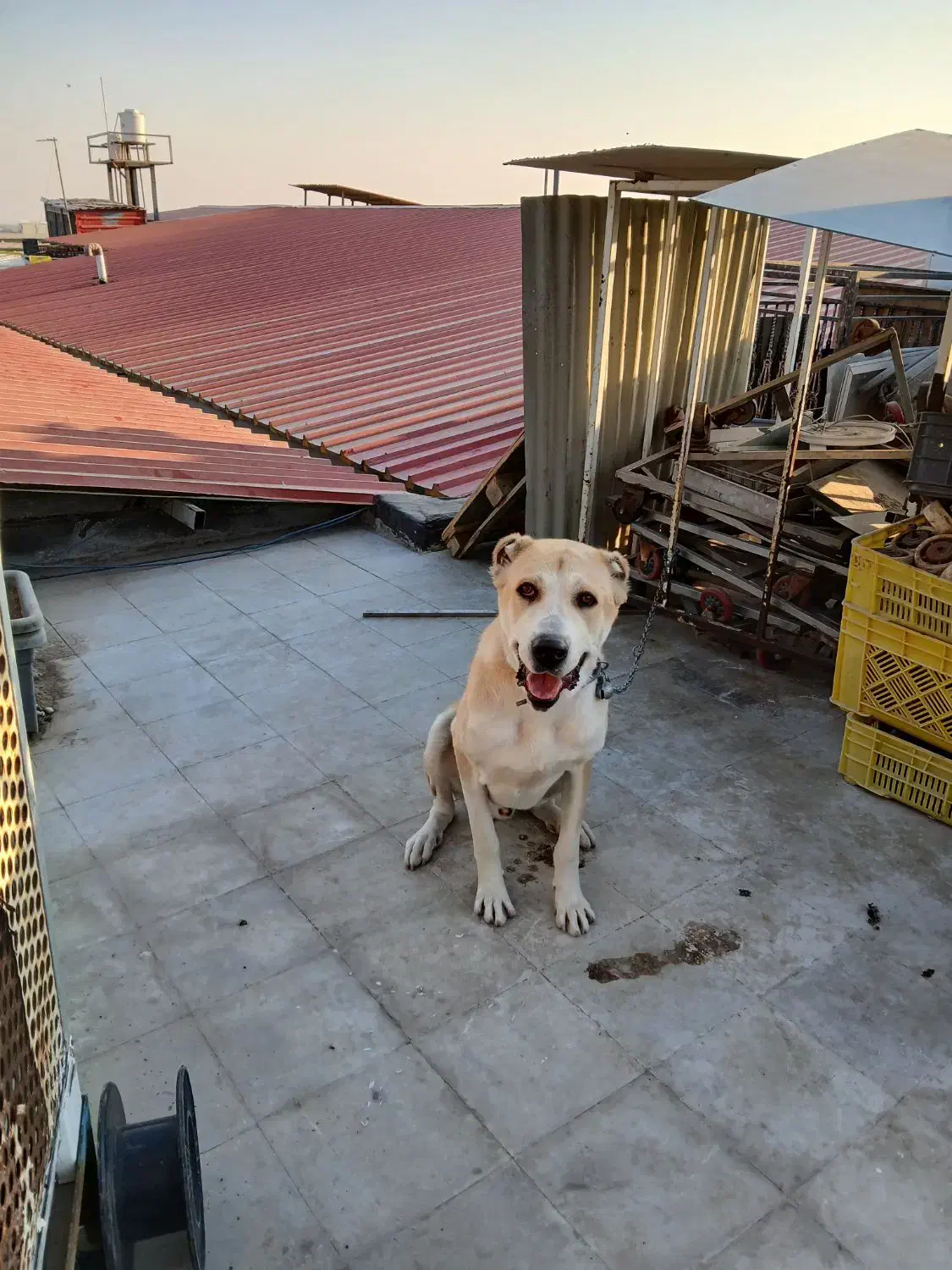 سگ الابای|سگ|رباطکریم, شهرک صنعتی نصیرآباد|دیوار