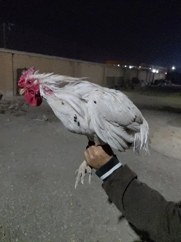 خروس نژاد گلین جوجه های امسال|حیوانات مزرعه|رباطکریم, شهرک صنعتی سبلان|دیوار