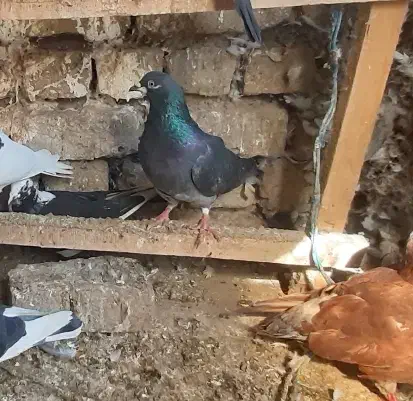 جفت پولکی|حیوانات مزرعه|چناران, |دیوار