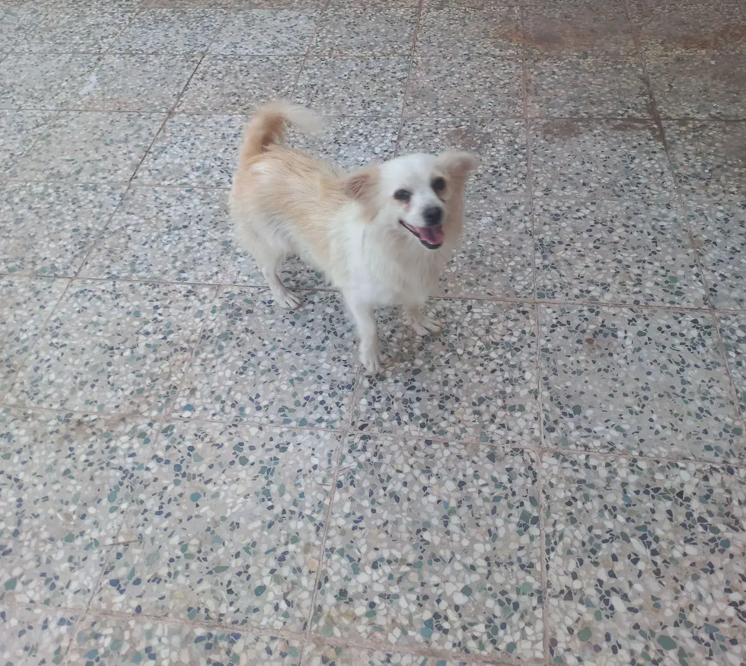 سگ پا کوتاه|سگ|رفسنجان, |دیوار