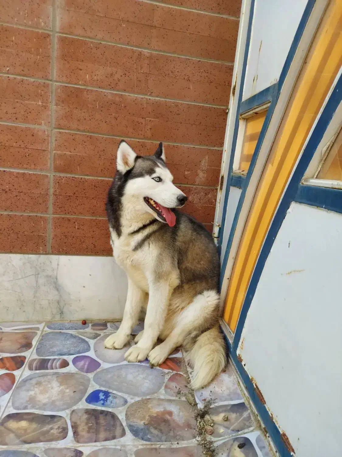 سگ هاسکی اصیل چشم آبی|سگ|مبارکه, |دیوار