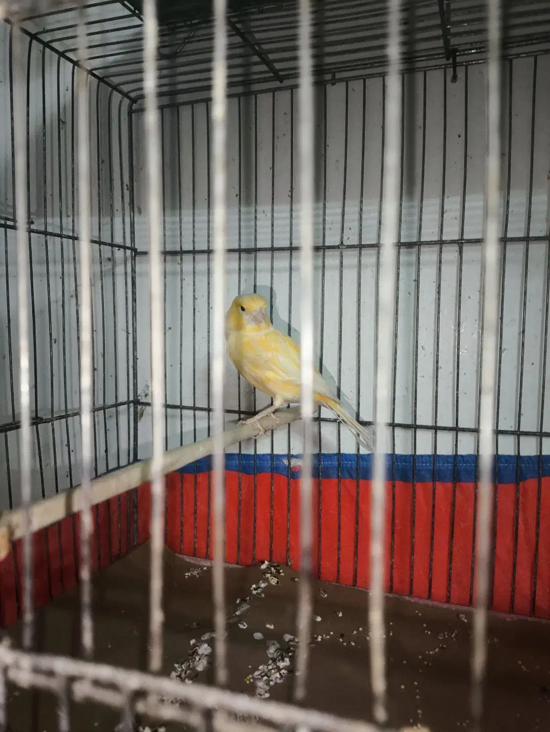 قناری نر اماده|پرنده|اصفهان, شاه پسند|دیوار