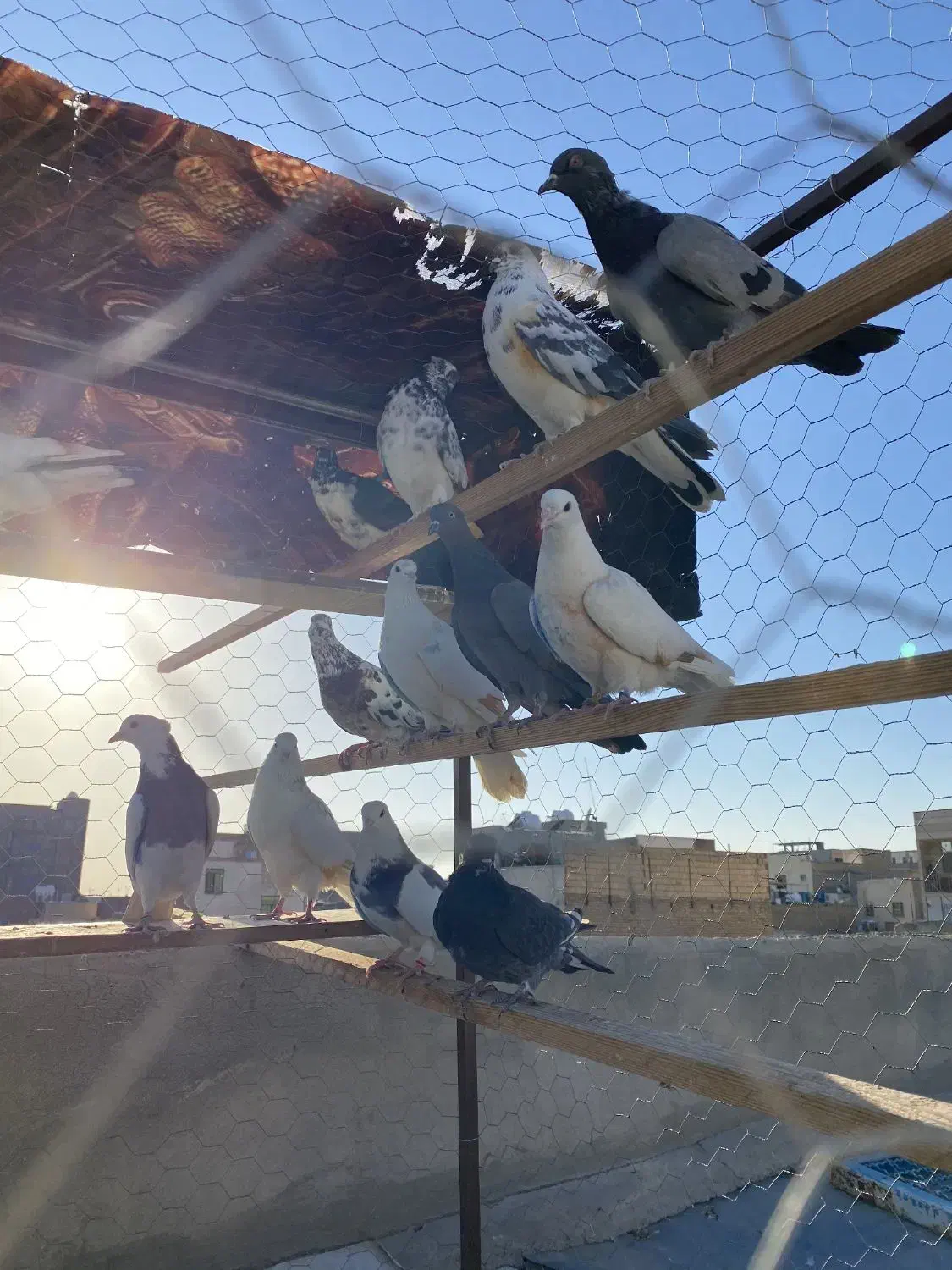 کفتر پرشی|حیوانات|رباطکریم, رباطکریم|دیوار