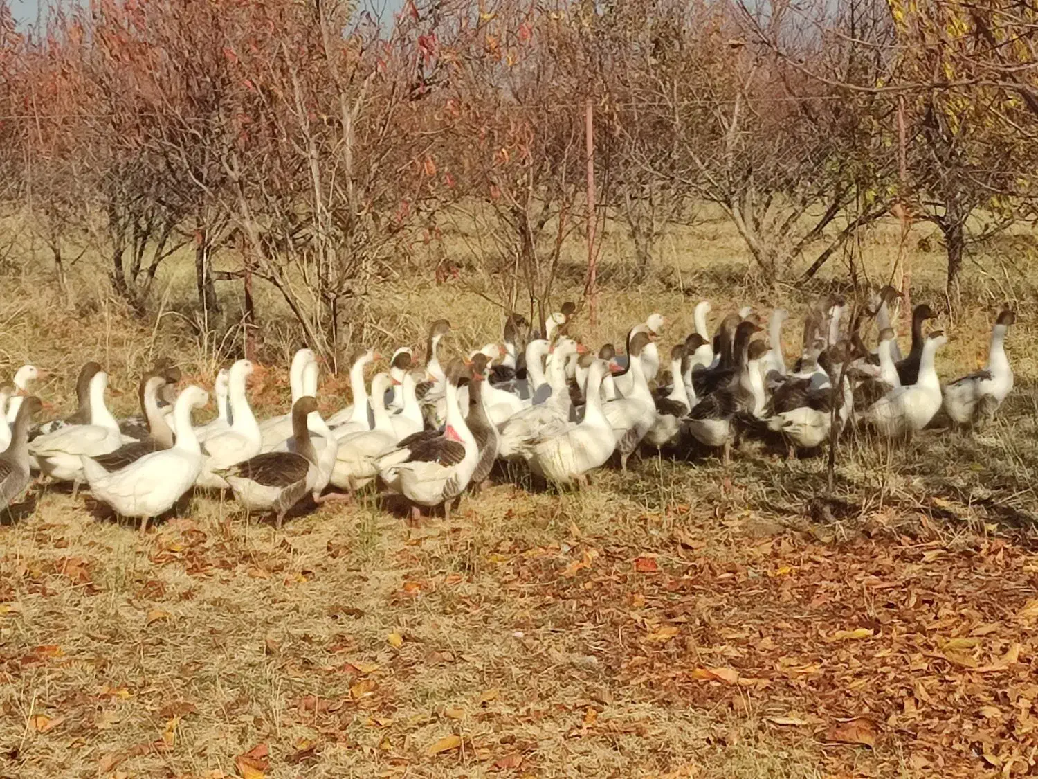 غاز|حیوانات مزرعه|پیرانشهر, |دیوار