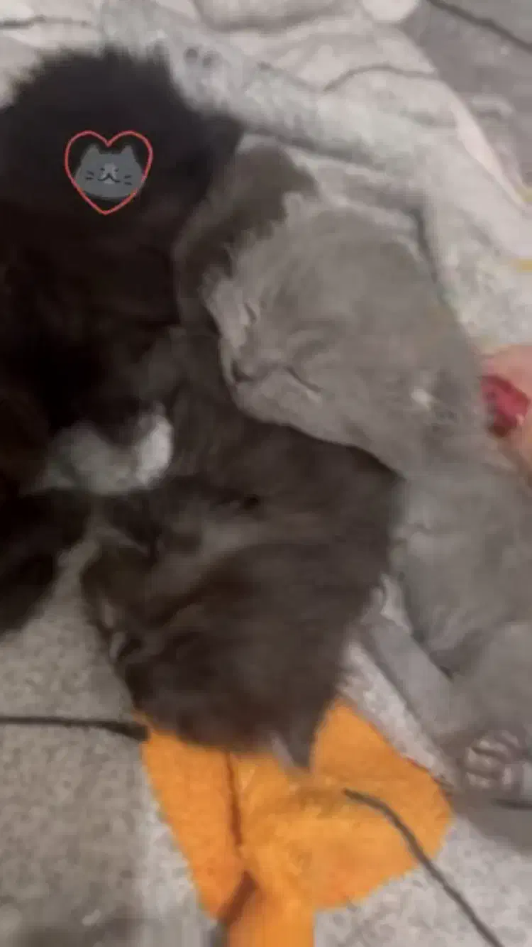 گربه بیریتیش|گربه|پردیس, فاز ۳|دیوار