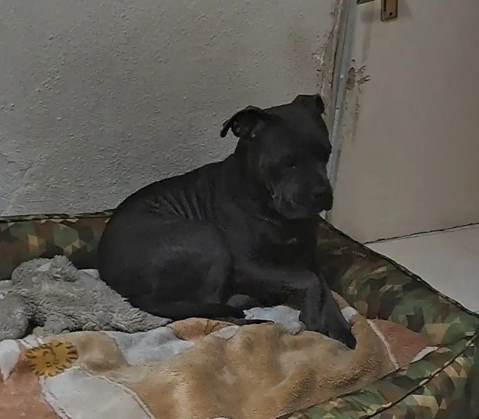 سگ گمشده خاکستری کنکورسو پیتبول جاده گنج افروز|سگ|شیرگاه, |دیوار