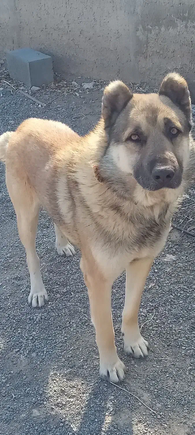 سگ نگهبان ۵ساله واسیناسون شده شناسنامه دار|سگ|صوفیان, |دیوار