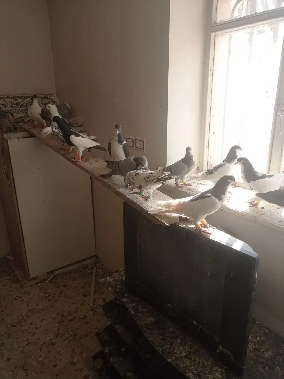 کبوتر|پرنده|قزوین, |دیوار