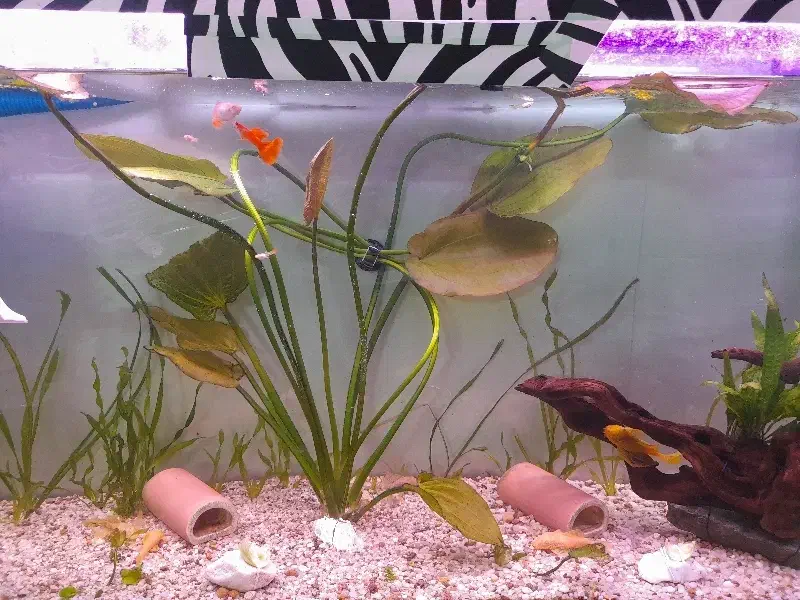 گیاه آکواریوم قاشقی|ماهی|مشهد, تربیت (صدف)|دیوار