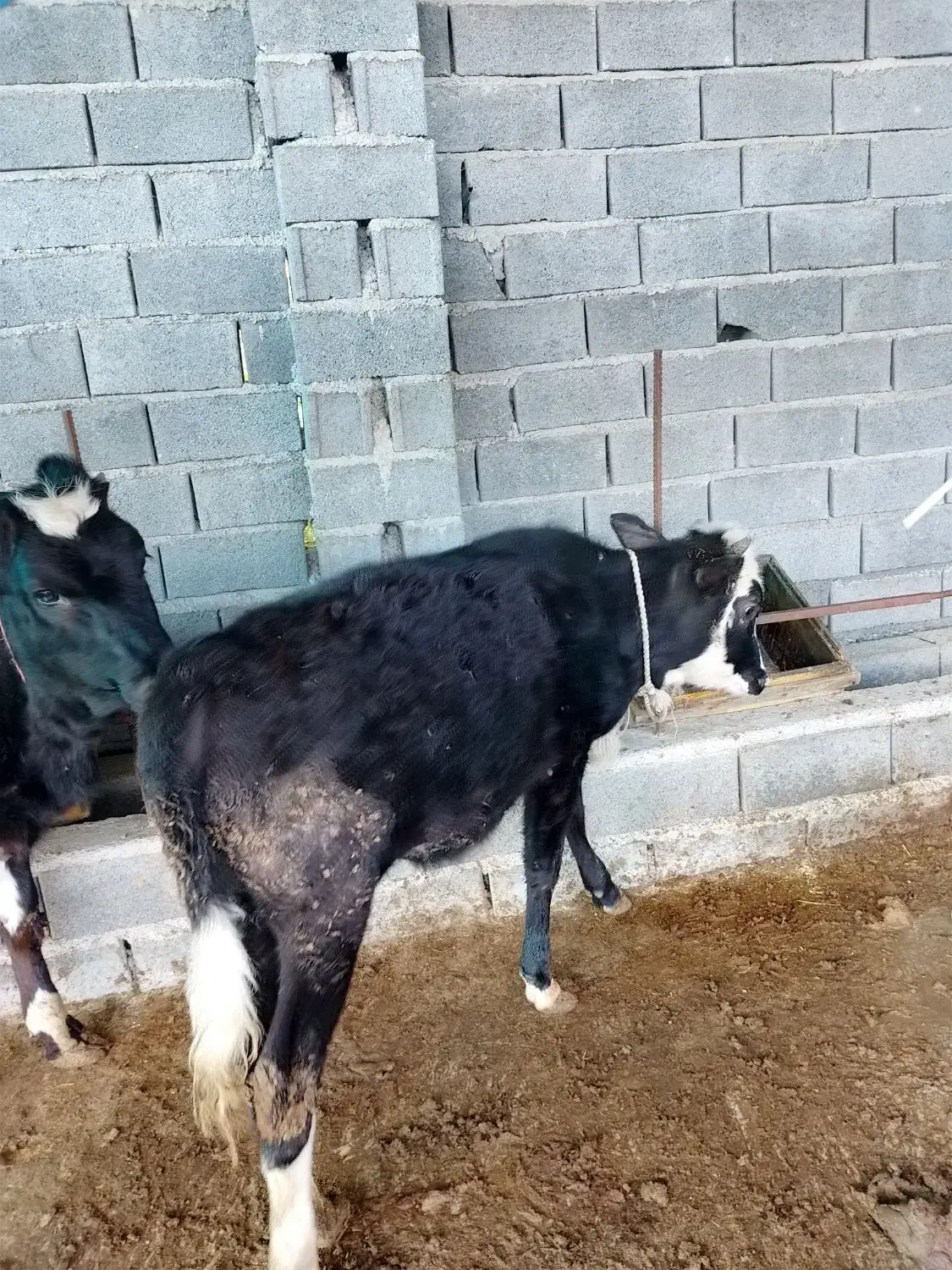 گوساله دورگ جنگلی|حیوانات مزرعه|مرزیکلا, |دیوار