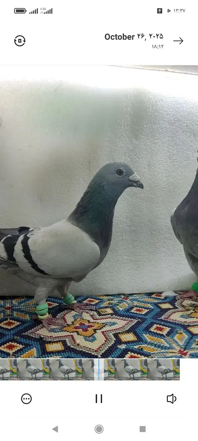 ۲تا سبز ایرانی|پرنده|فریمان, |دیوار