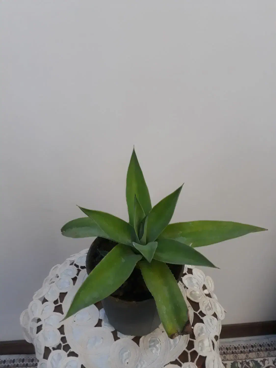 گل زیبا آگاو ، گل هدیه زنده ای که ماندگار است|گل و گیاه طبیعی|بسطام, |دیوار