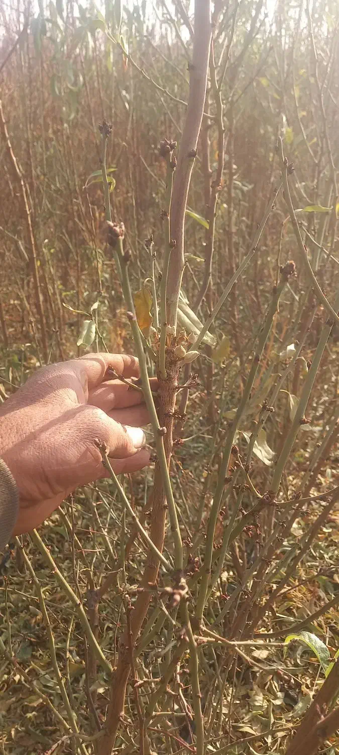نهالستان محمودی|گل و گیاه طبیعی|محمدیه-قزوین, |دیوار