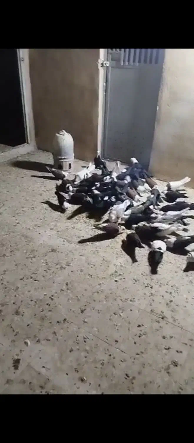 کل سفید|پرنده|کهک, |دیوار