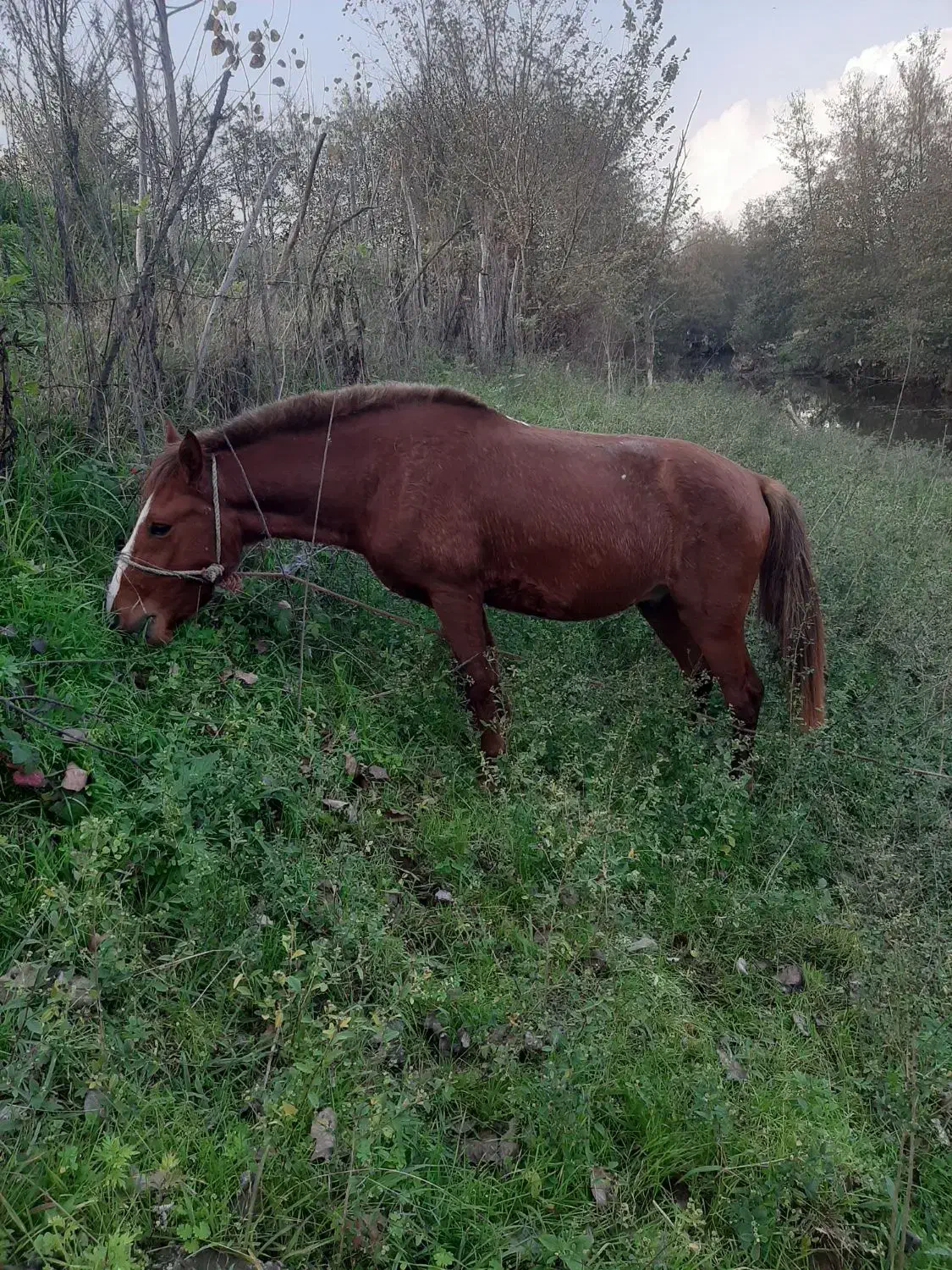 اسب اخته ۵سال کت کلفت|اسب و تجهیزات اسبسواری|لاهیجان, طالقانی|دیوار