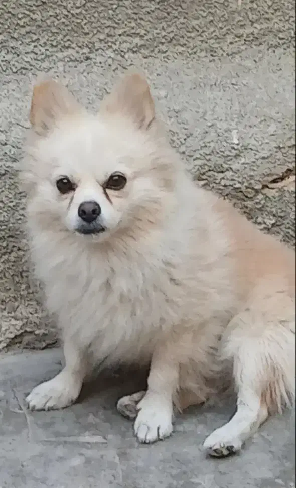 گمشده|حیوانات|مسجد سلیمان, |دیوار