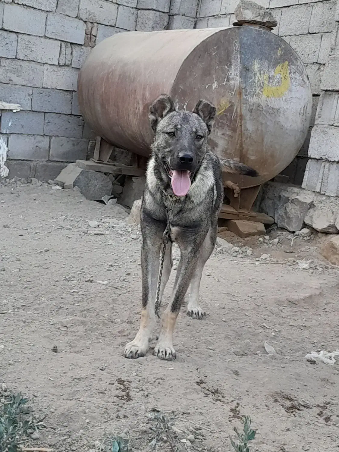 سگ سرابی نر قیمت ۴ میلیون|سگ|ارشق, |دیوار
