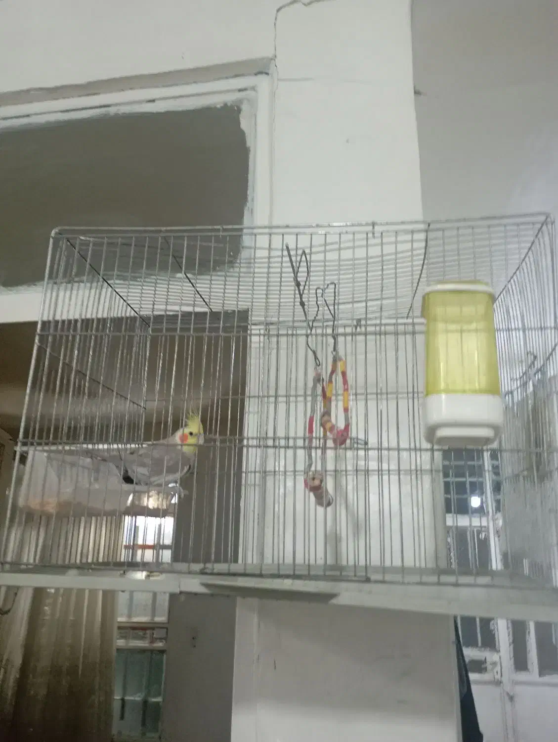 عروس هلندی|پرنده|کوهدشت, |دیوار