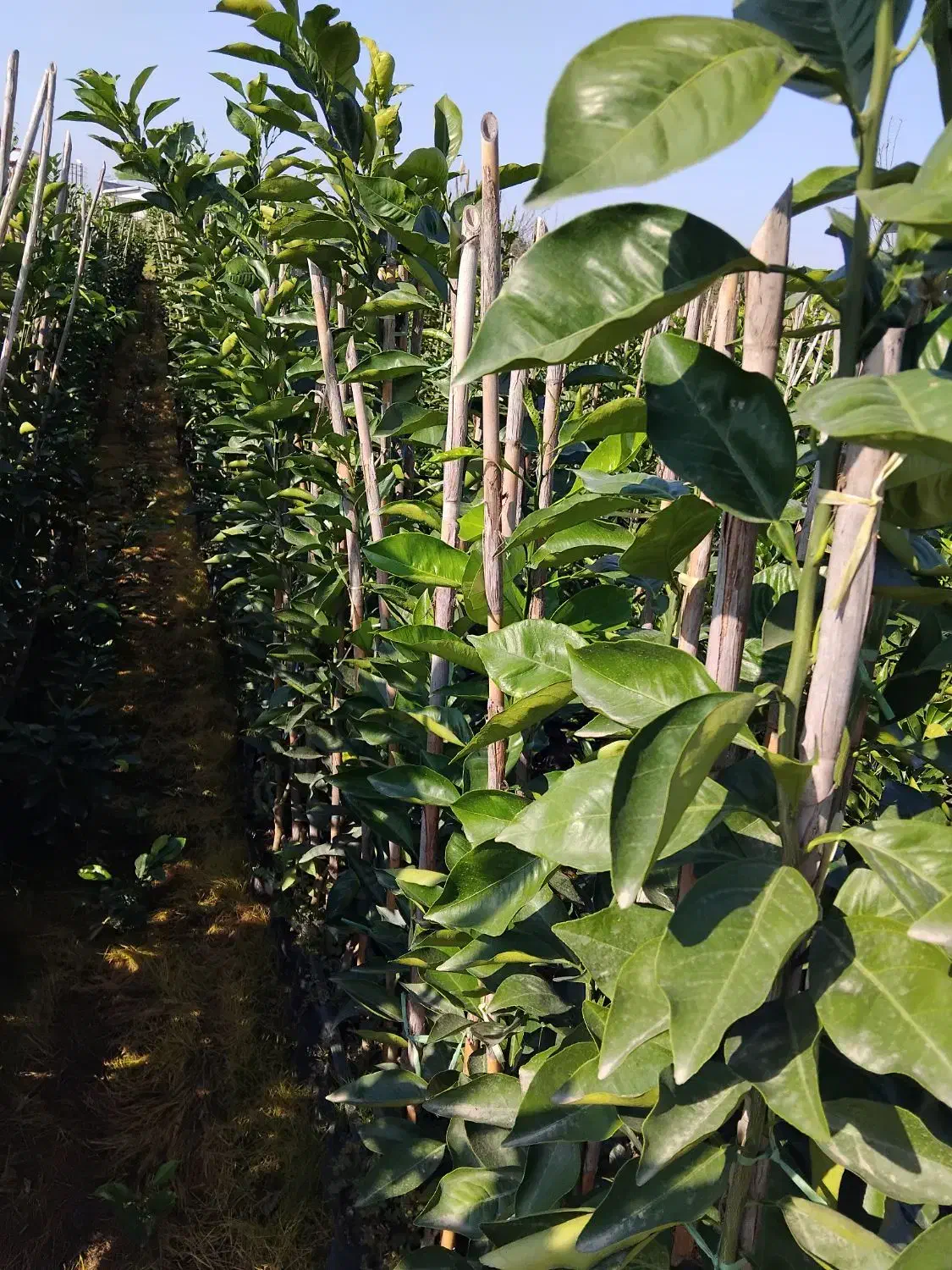 فروش انواع نهال مرکبات ۱۰۰ درصد تضمینی در رقم|خدمات باغبانی و درختکاری|قائم‌شهر, |دیوار