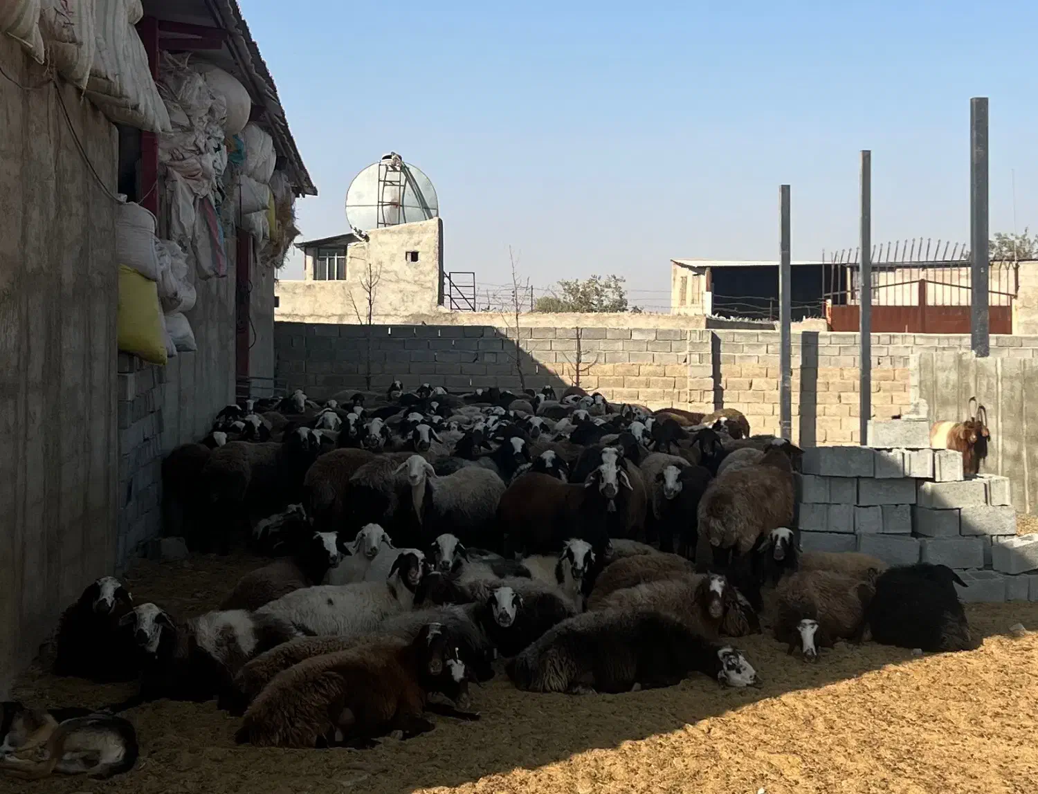 ۱۰۰ راس میش ابستن|حیوانات مزرعه|اشتهارد, |دیوار