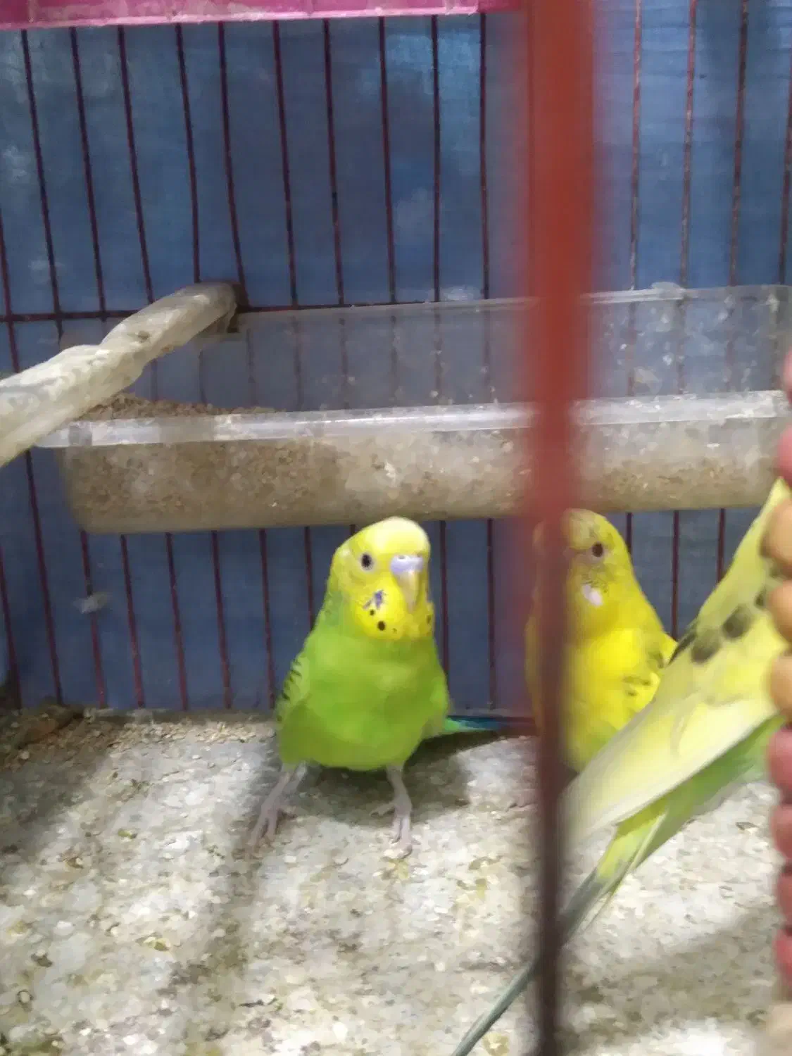 مرغ عشق|پرنده|ملارد, |دیوار