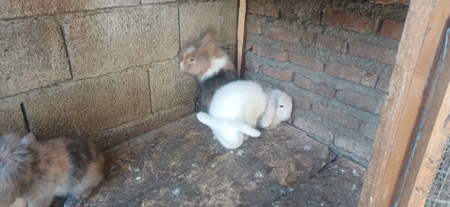 جفت خرگوش لوپ|موش و خرگوش|بابل, |دیوار