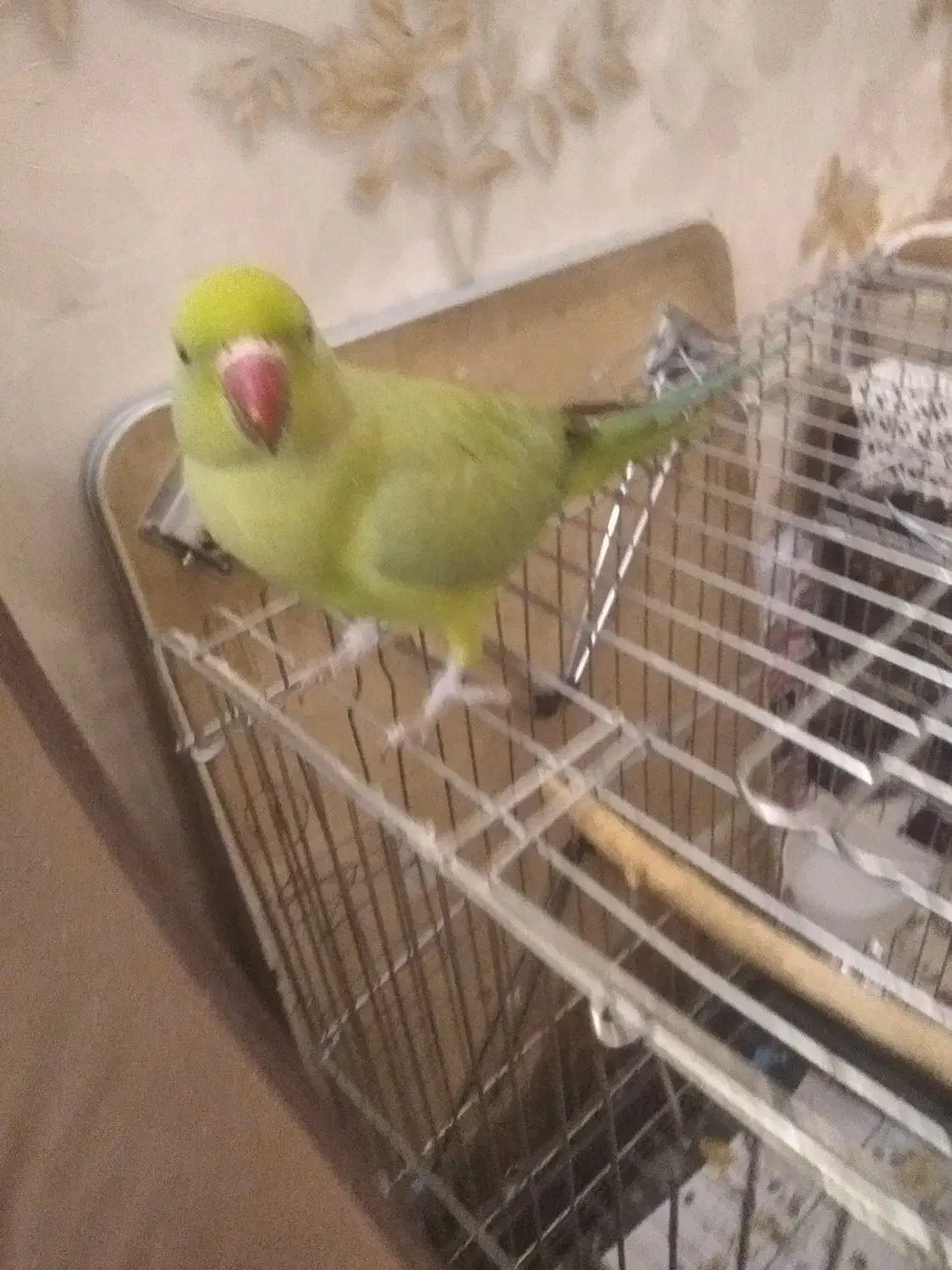 ملنگو رام|پرنده|تهران, اسفندیاری|دیوار