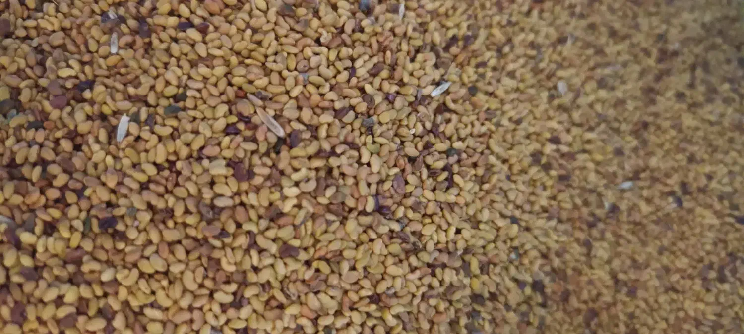 بذریونجه مغان درجه یک با تناژت بالا|خدمات باغبانی و درختکاری|قشلاق دشت, |دیوار