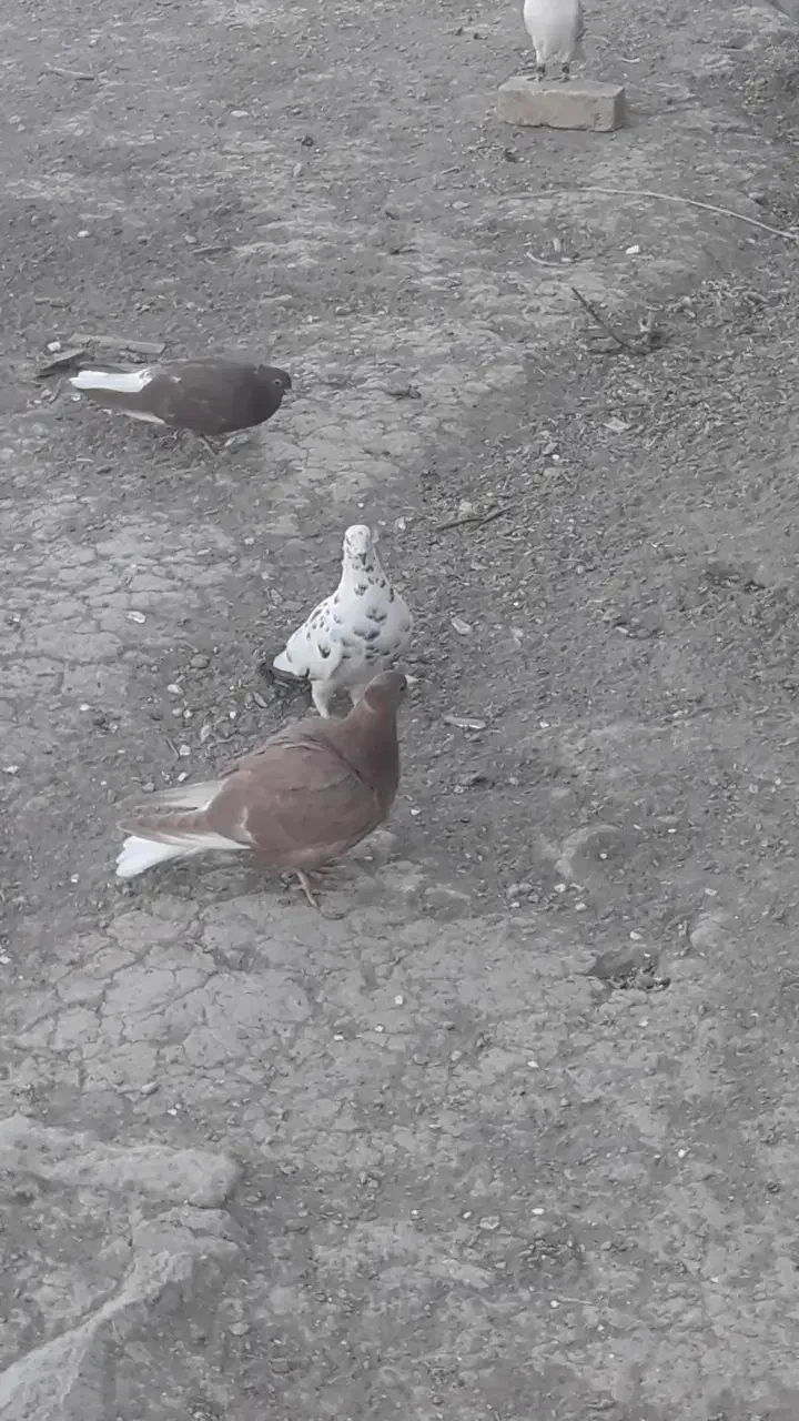 کبوتر رنگه|پرنده|مشهد, شهرک صنعتی توس|دیوار