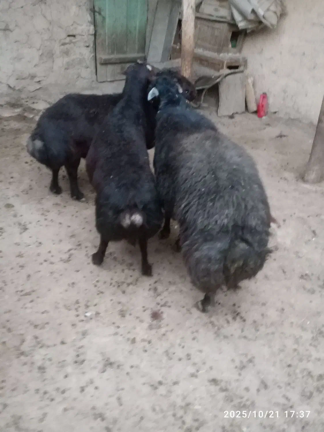 سه راس  گوسفند نرجوان خوش رنگ|حیوانات مزرعه|موچش, |دیوار