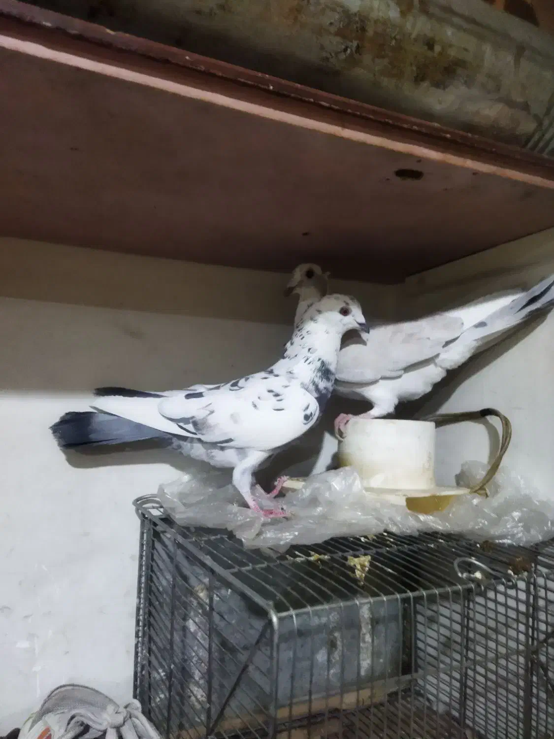 کفتر|پرنده|تهران, شهرک ولیعصر جنوبی|دیوار