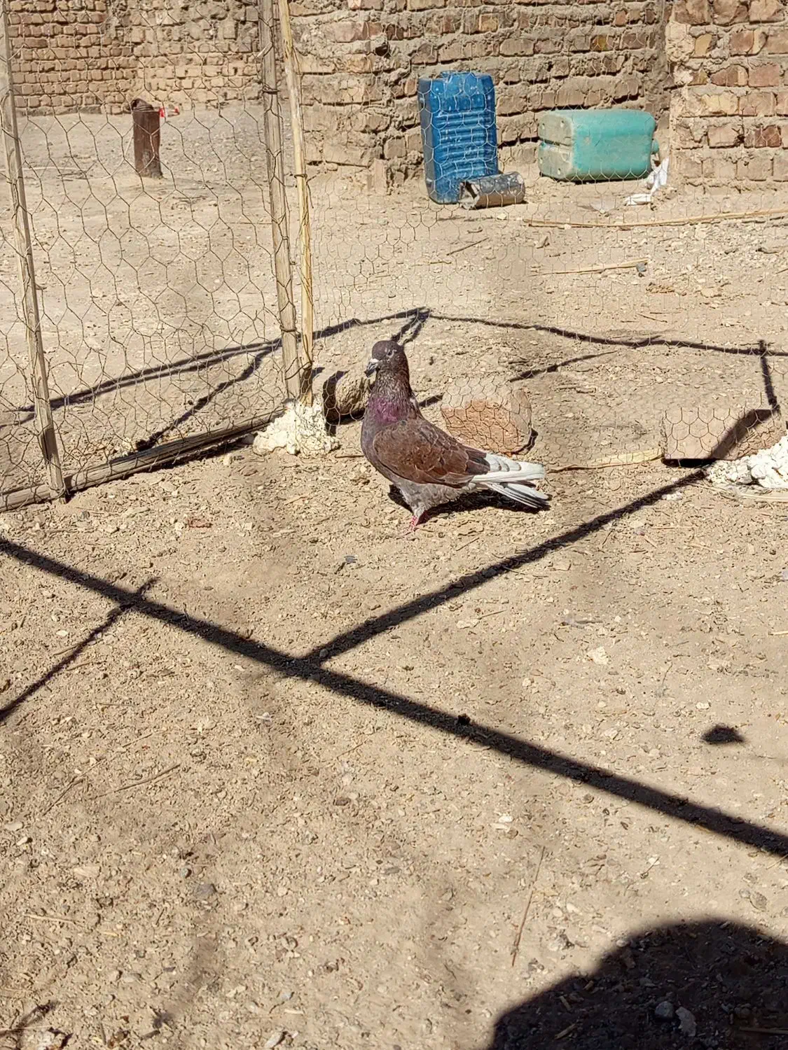 کبوتر تهرانی سرخ|پرنده|خاش, |دیوار