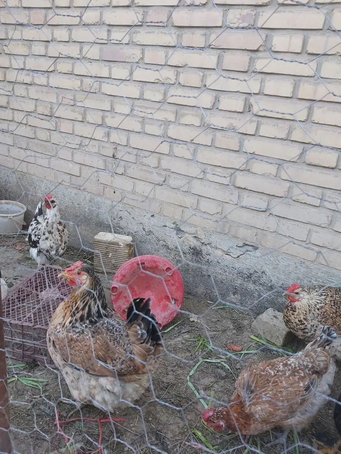 مرغ گلین|حیوانات مزرعه|شاهین‌شهر, امیرکبیر|دیوار