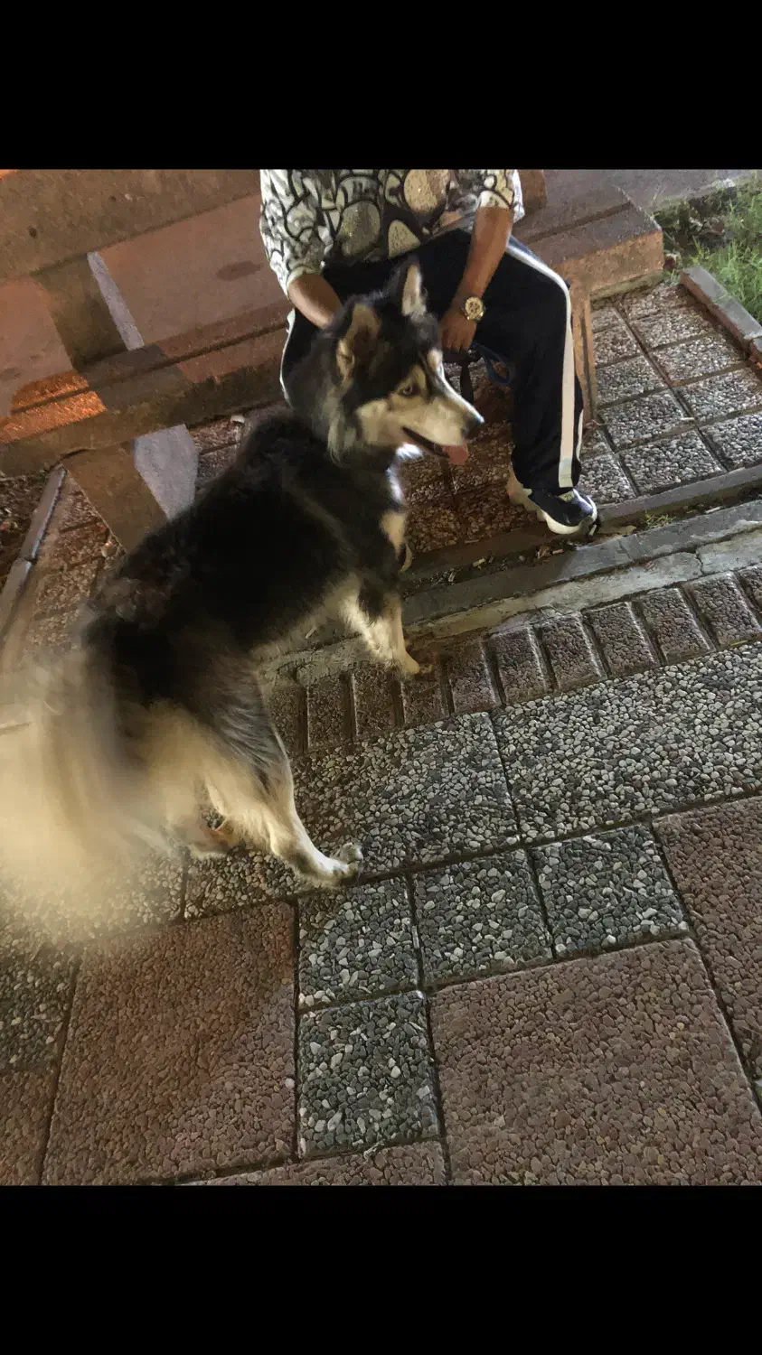 سگ هاسگی مالاموت|سگ|رشت, رودباری|دیوار