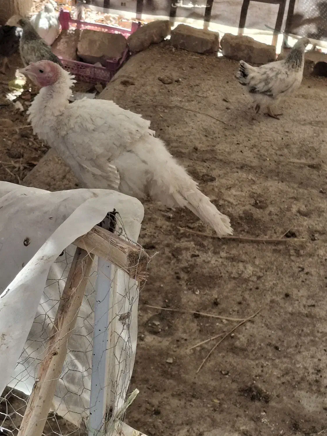 بوقلمون|پرنده|خاش, |دیوار