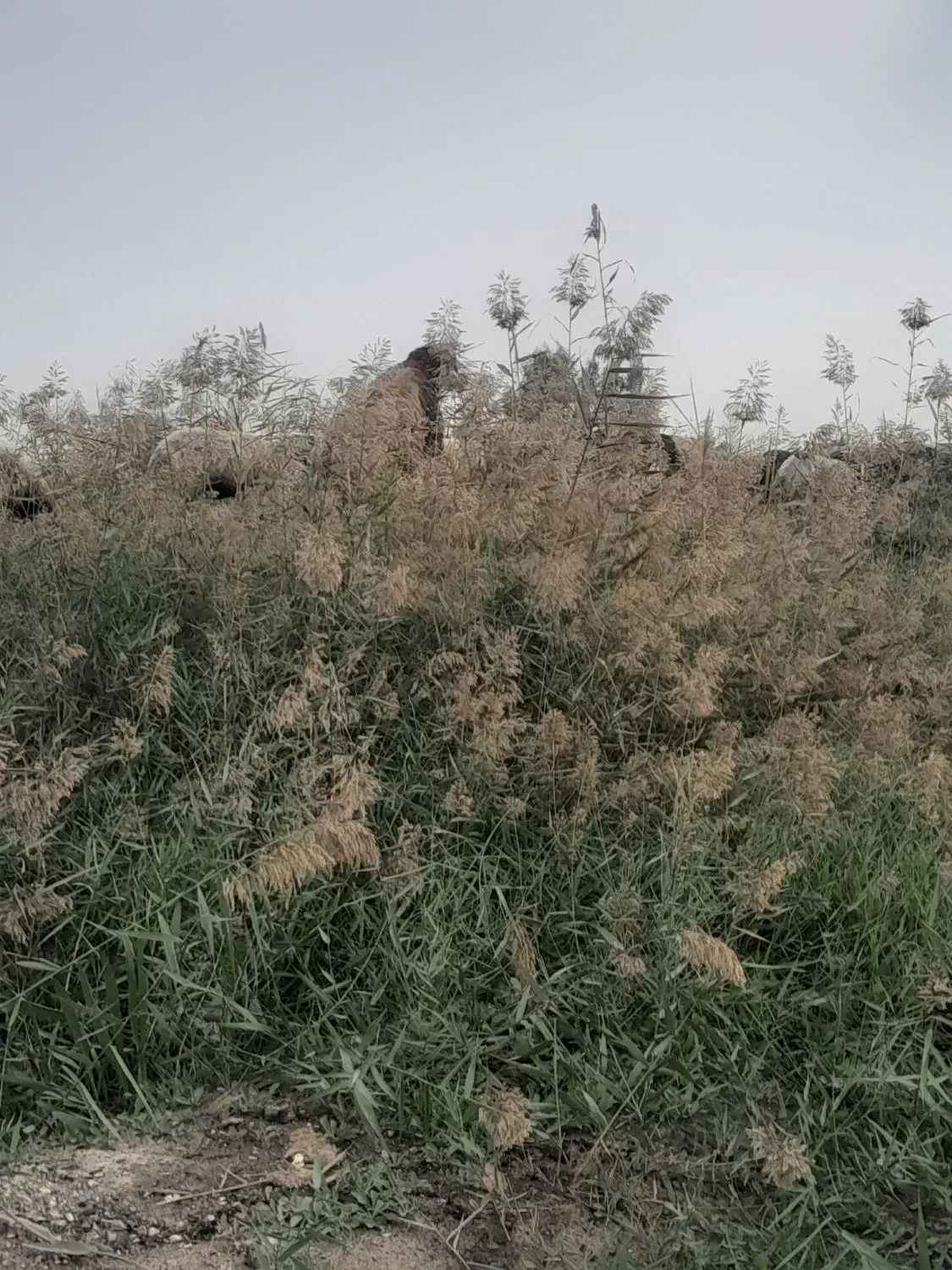 فروش قوچ ترکمنی کاربلد ۳ساله|حیوانات مزرعه|بهشهر, |دیوار