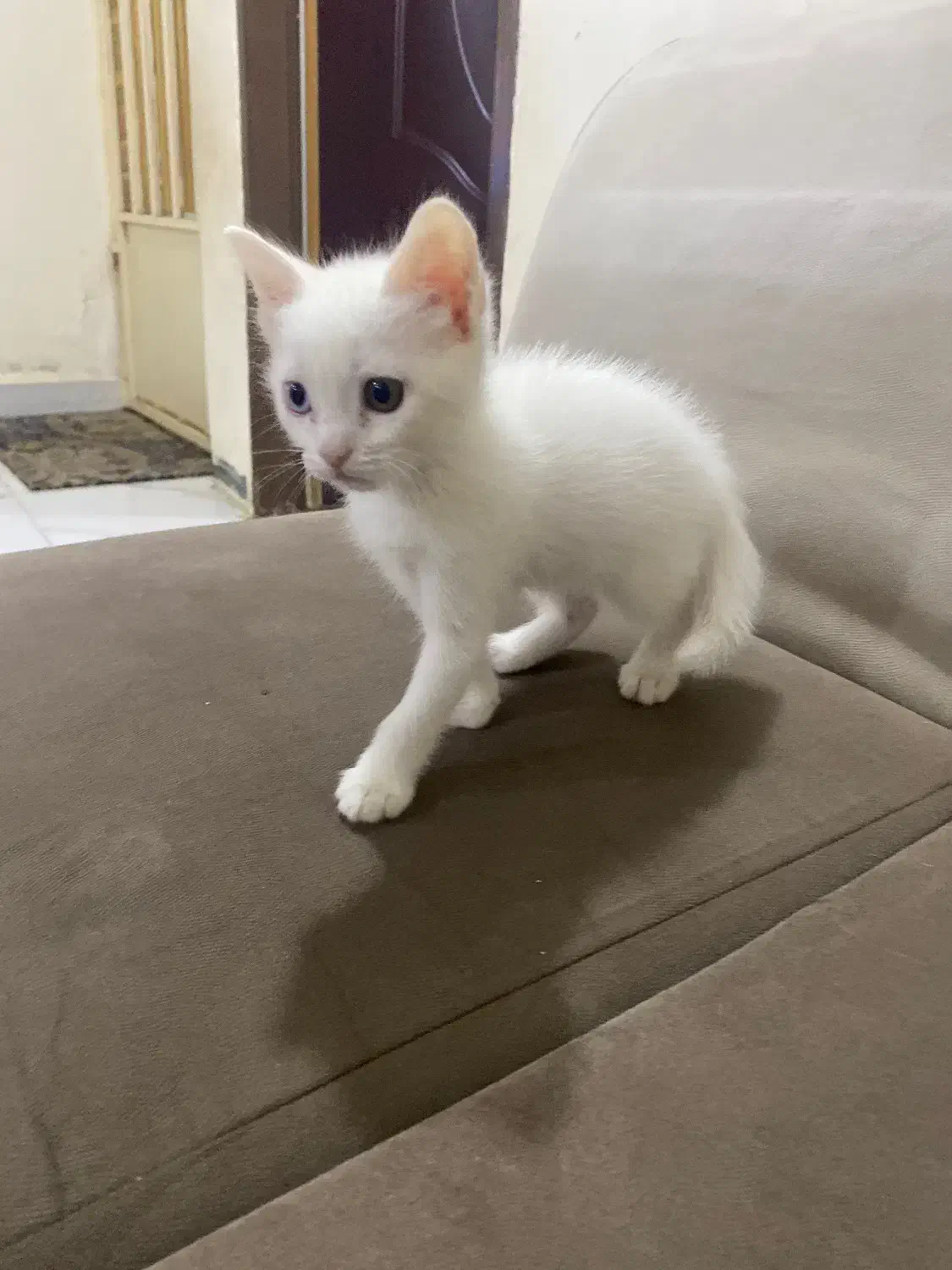 توله گربه پرشین سفید نر و ماده|گربه|اهواز, پردیس دو|دیوار