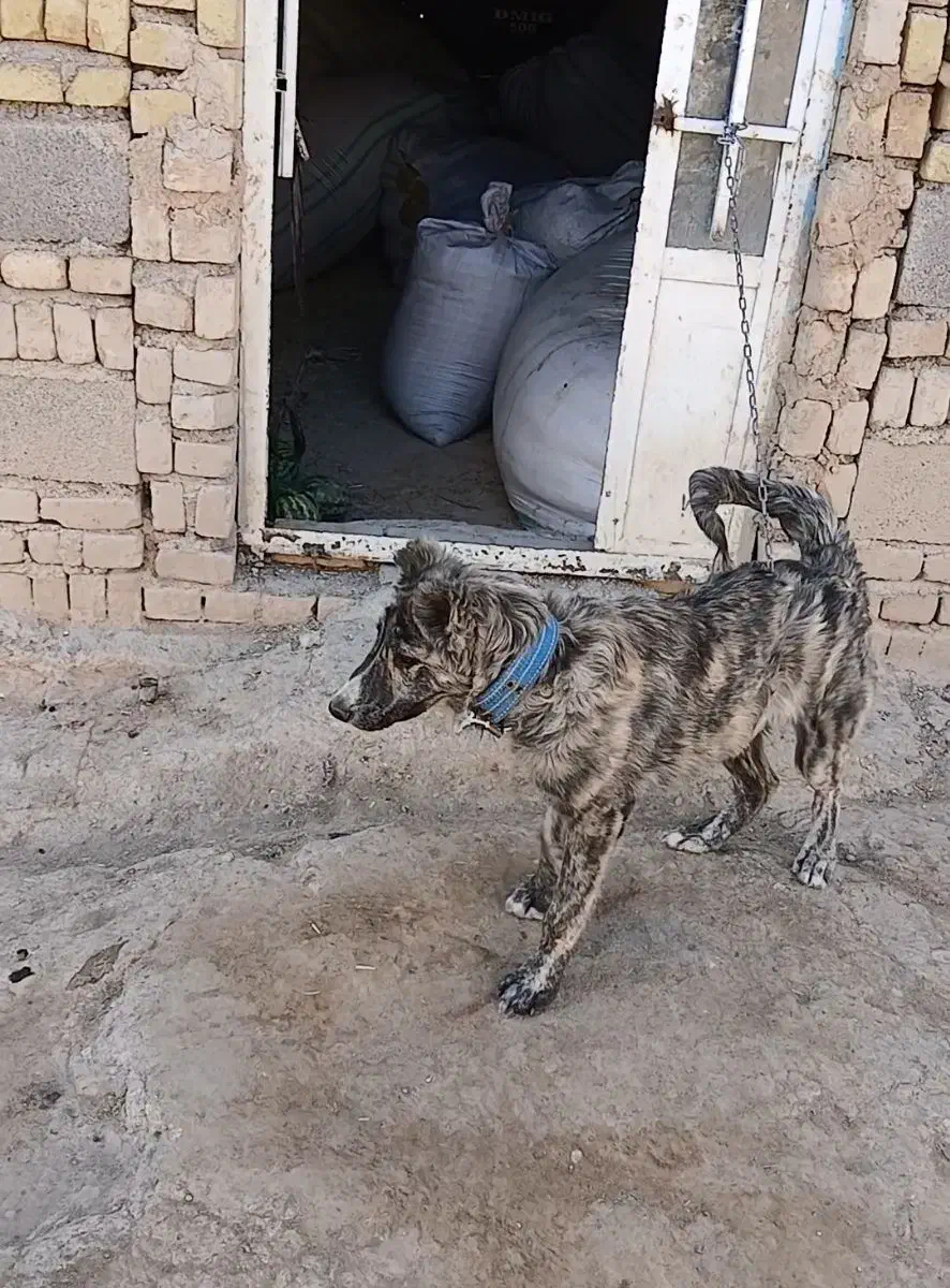 سگ اصیل|سگ|گل تپه, |دیوار