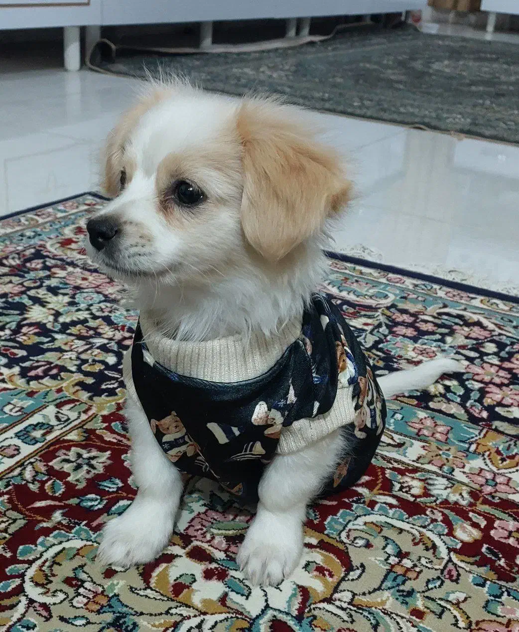 سگ بانمک|سگ|مشهد, منزل آباد|دیوار