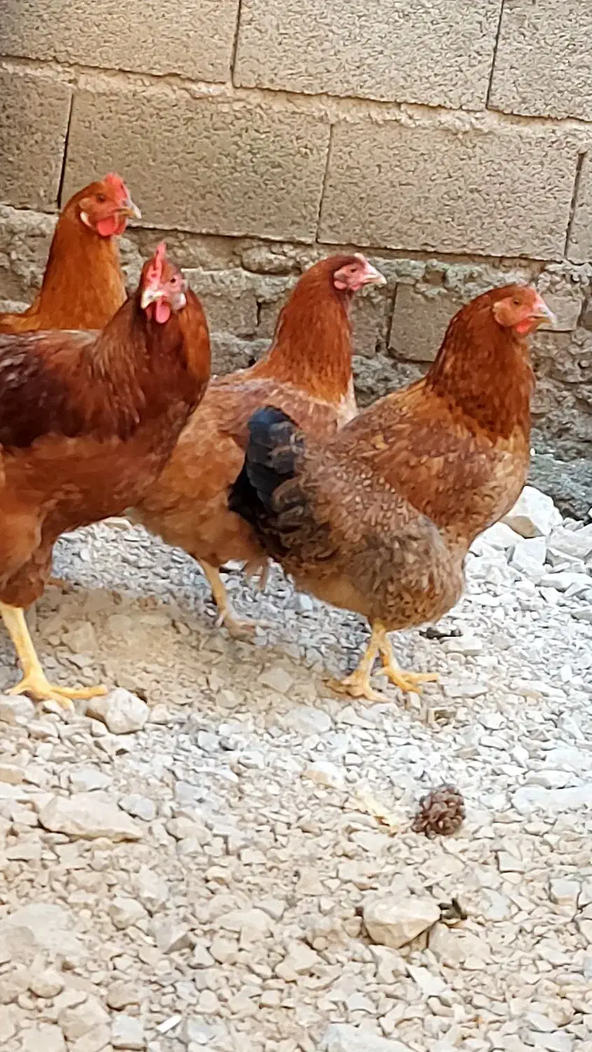 خروس ومرغ تخم گذار وتعدادی اردک و جوجه ۴ماهه|حیوانات مزرعه|کلاردشت, |دیوار