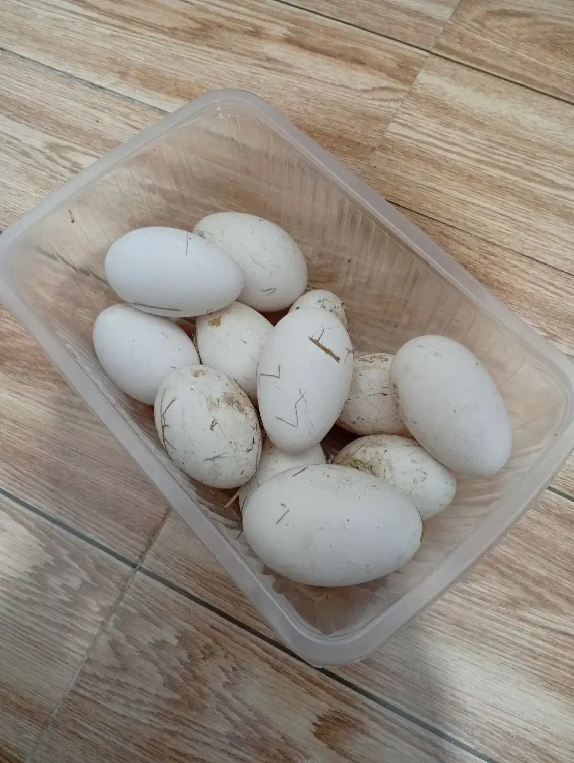 تخم قو غاز و آفریقای نطفه دار|حیوانات مزرعه|آستانه اشرفیه, |دیوار