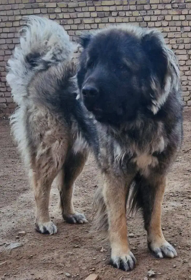 سگ قفقازی|سگ|تهران, مختاری|دیوار