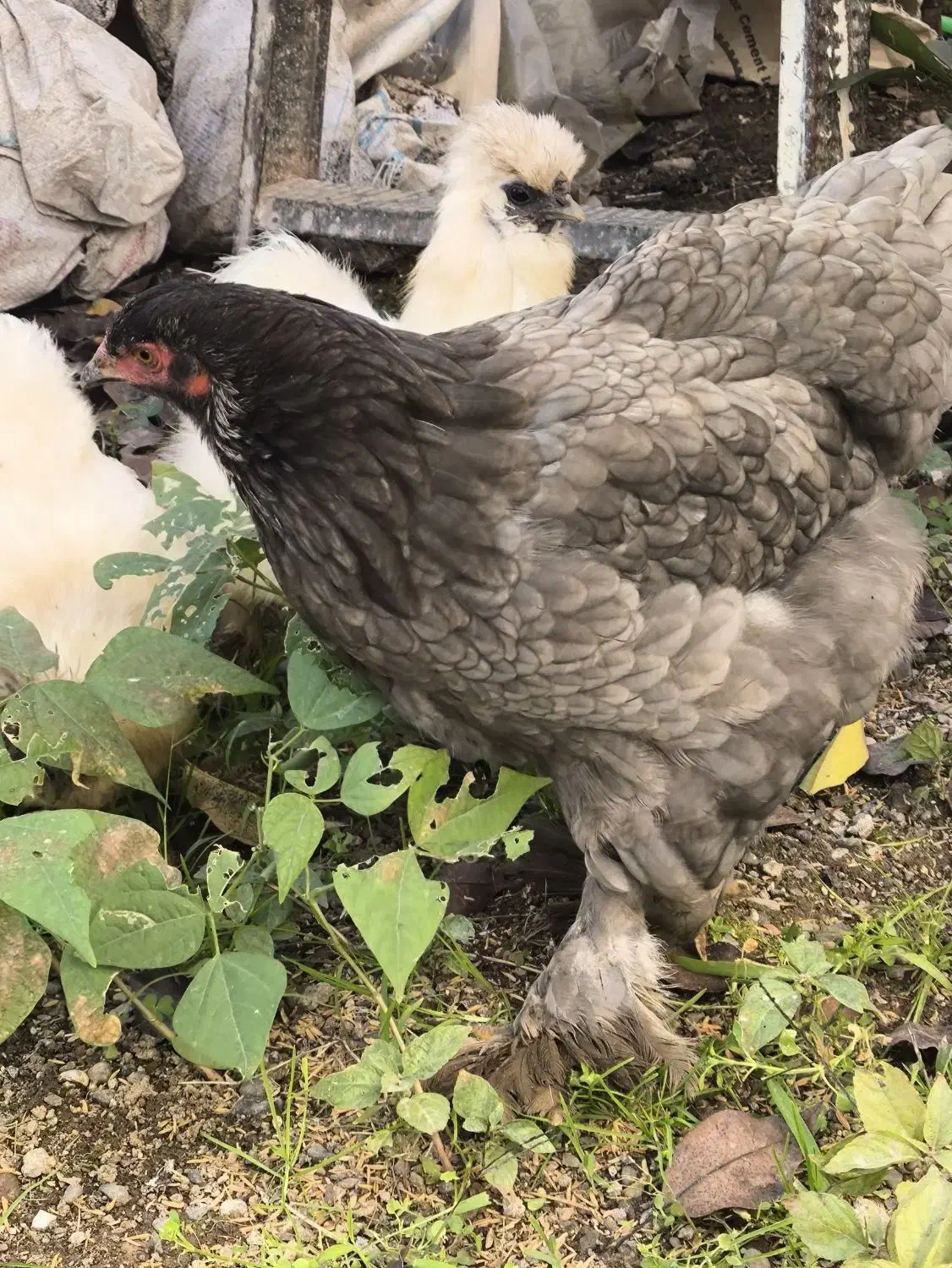 ابریشمی - برهما فروش فوری|حیوانات مزرعه|سیاهکل, |دیوار