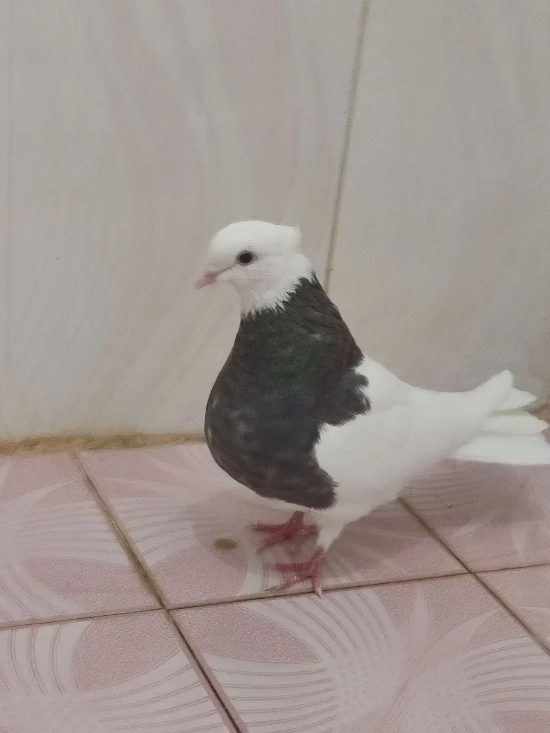 کبوتر طوقی الماسی|پرنده|آبپخش, |دیوار