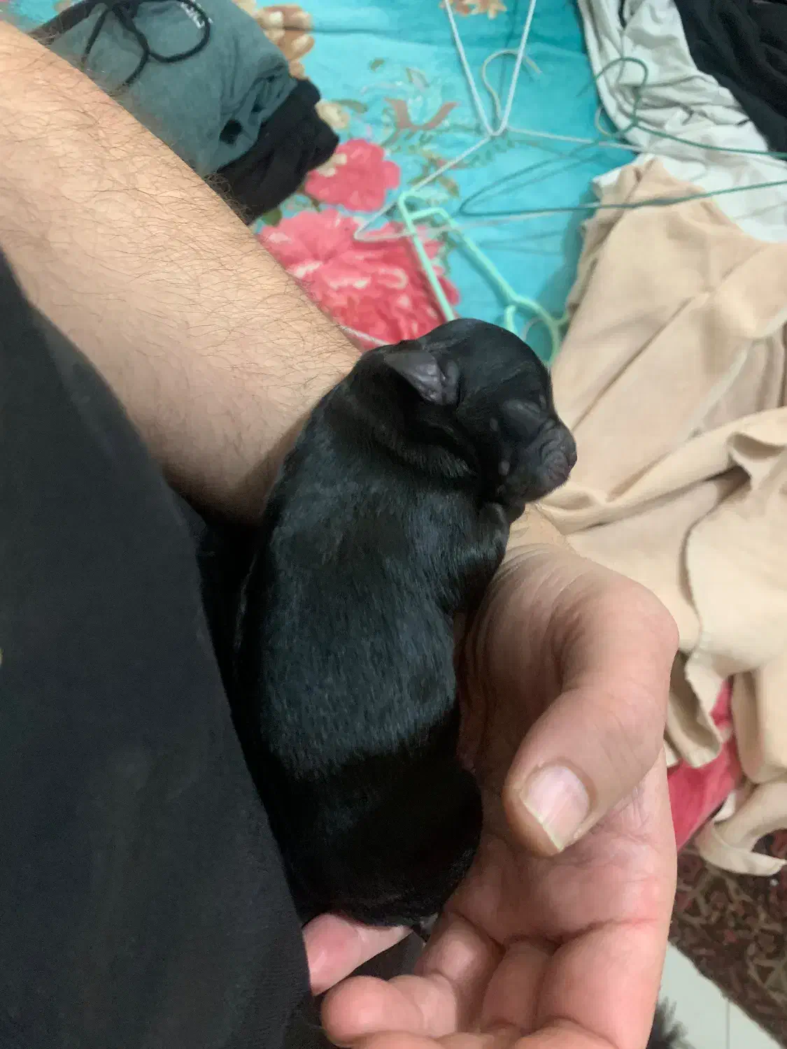 توله سگ نژاد داراصیل وارداتی|سگ|تهران, منیریه|دیوار