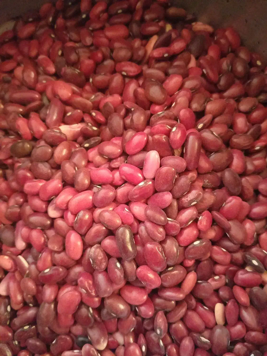 لوبیا قرمز ریز|خوردنی و آشامیدنی|سپیدار, |دیوار