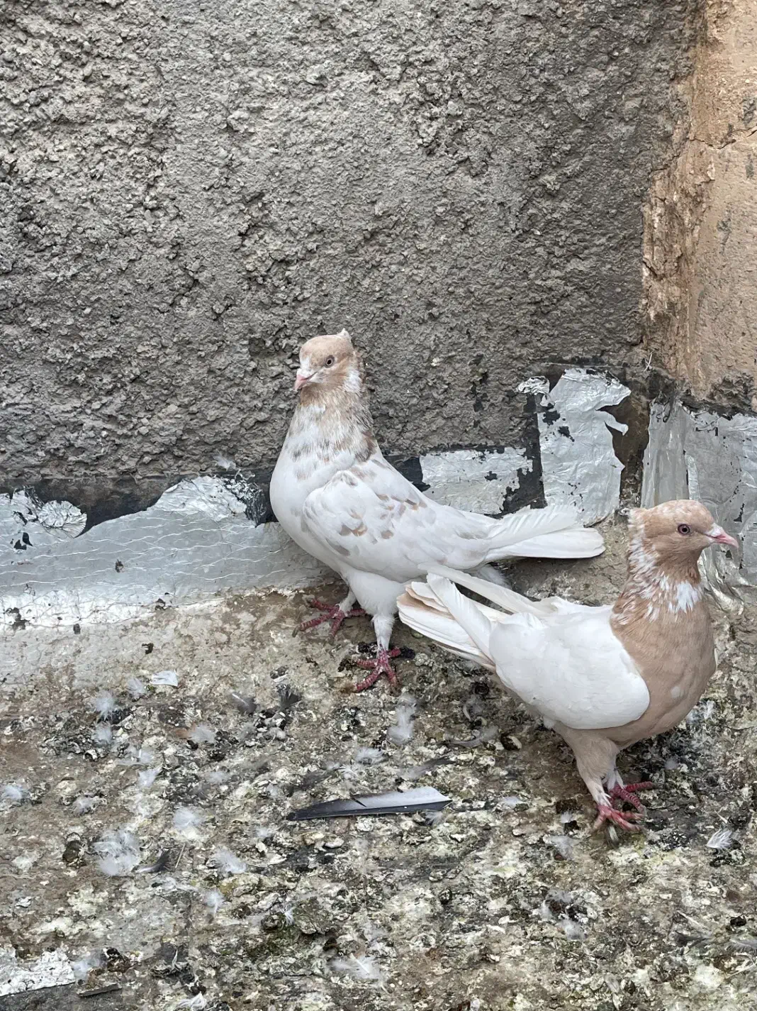 کبوتر|پرنده|اردکان, |دیوار